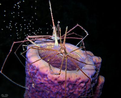 Spawning Arrow Crabs
