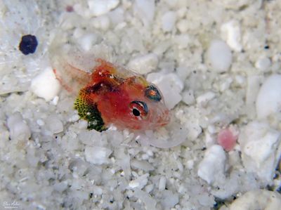 Larval Reef Scorpionfish