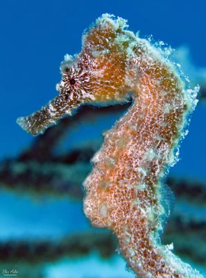 Young Female Seahorse