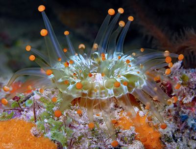 Orange Ball Corallimorph