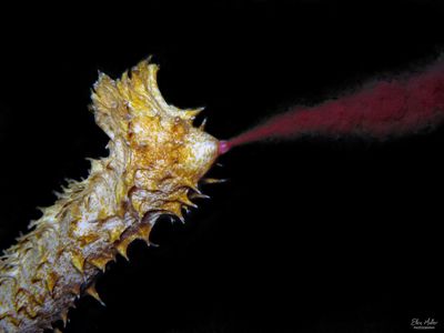 Tiger Tail Sea Cucumber Releasing Eggs