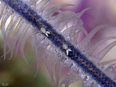 Copepods on Wire Coral