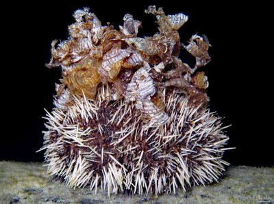 West Indian Sea Egg with Algae Headdress