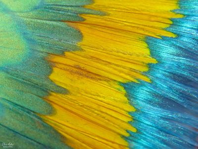 Fish Fin