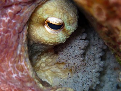 Octopus with Eggs