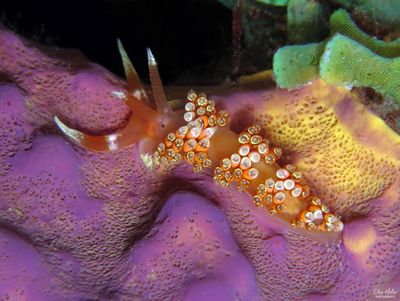 Longhorn Austraeolis