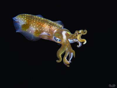 Young Reef Squid