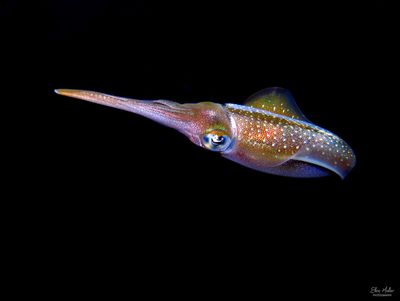 Young Reef Squid