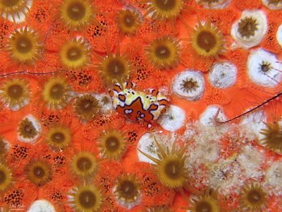 Juvenile Gaudy Clown Crab