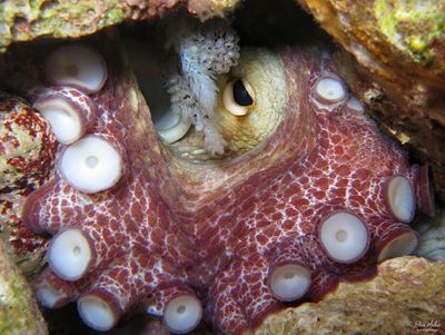 Octopus Eggs