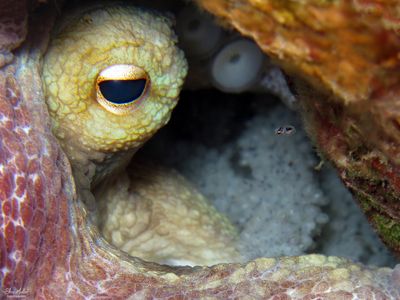 Octopus Eggs & Hatchling