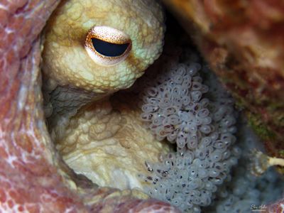 Octopus with Eggs
