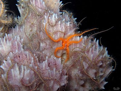 Brittlestars