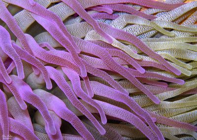 Giant Anemones