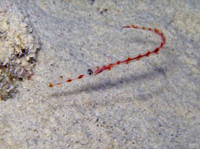 Juvenile Trumpetfish