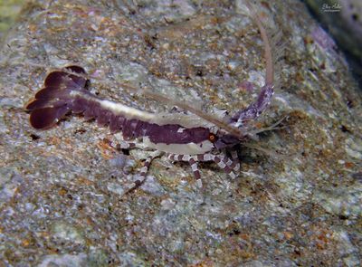 Juvenile Lobster
