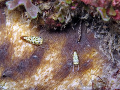 Circled Bumblebee Shrimp 
