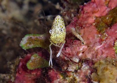 Circled Bumblebee Shrimp 