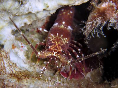 Juvenile Spotted Spiny Lobster 