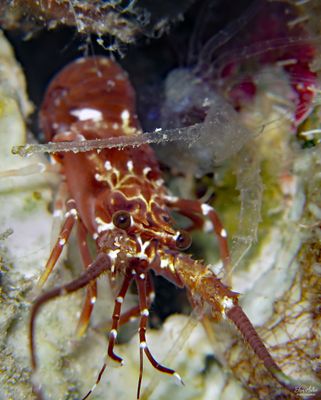 Juvenile Spotted Spiny Lobster