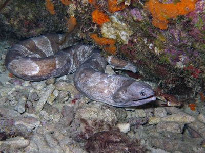Broadbanded Moray