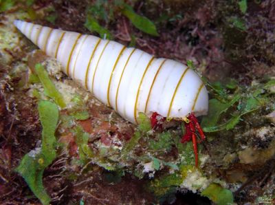 Red Reef Hermit in Giant Atlantic Pyram 