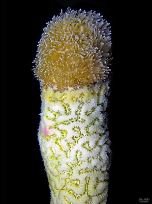 Coral Disease Sucks