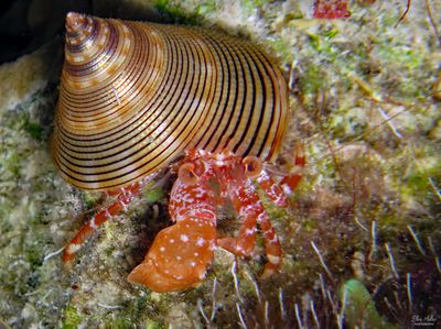 Ridgeclaw Hermit in Top Snail