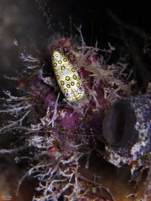 Circled Bumblebee Shrimp