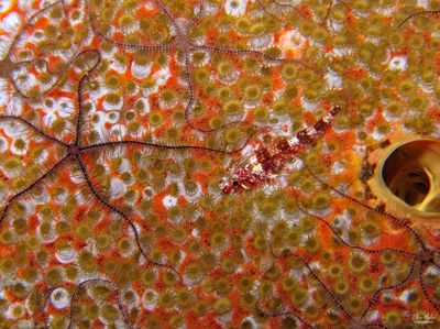Triplefin & Friends