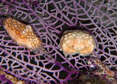 Nodose Rubble Crab & Flamingo Tongue
