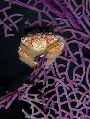 Nodose Rubble Crab on Seafan