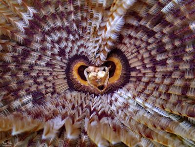 Magnificent Feather Duster