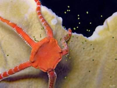 Orange Brittle Star Spawning