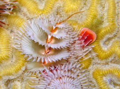 Christmas Tree Worm Spawning