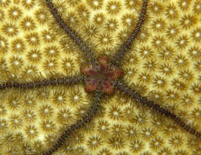 Brittle Star