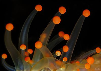 Orange Ball Corallimorph