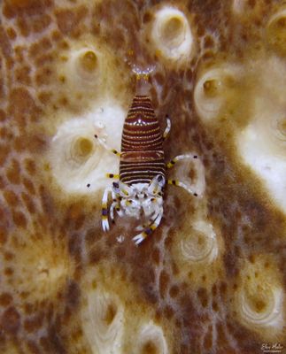 Bumblebee Shrimp