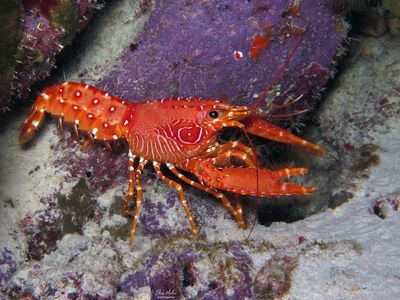 Flaming Reef Lobster