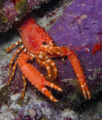 Flaming Reef Lobster