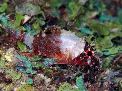 Deepreef Scorpionfish