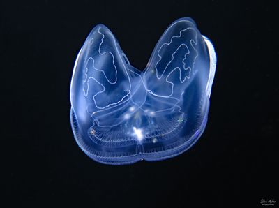 Comb Jelly