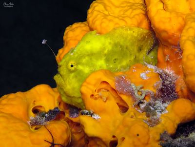 Longlure Frogfish