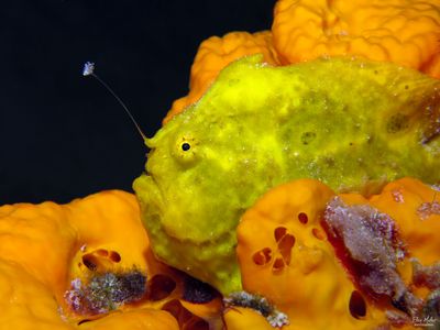 Fishing Frogfish