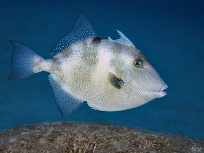 Gray Triggerfish