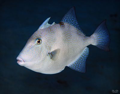 Gray Triggerfish