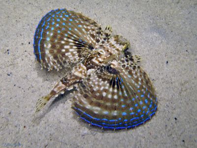 Juvenile Flying Gurnard