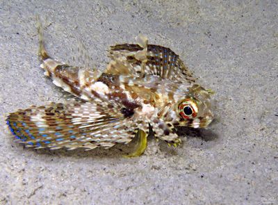 Juvenile Flying Gurnard