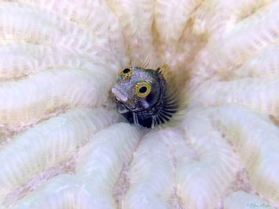 Blenny on Bleached Coral