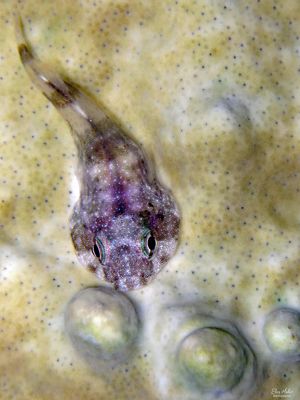 Clingfish on Bleaching Fire Coral